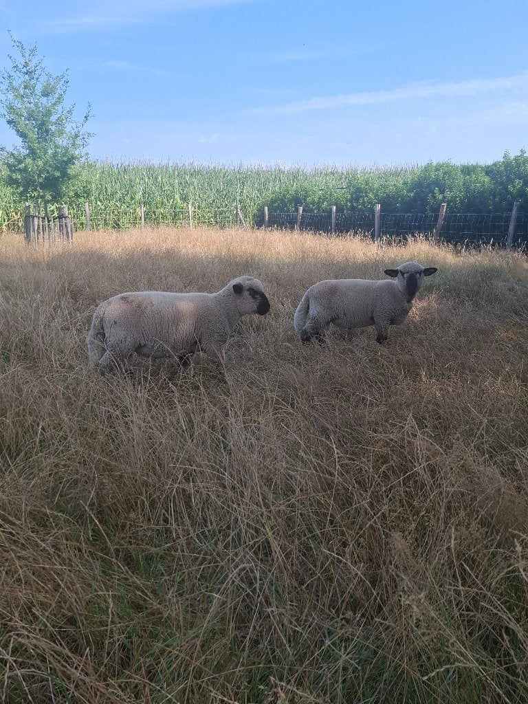 Hampshire Down ramlammeren, Dieren en Toebehoren, Mannelijk, Schaap, 0 tot 2 jaar