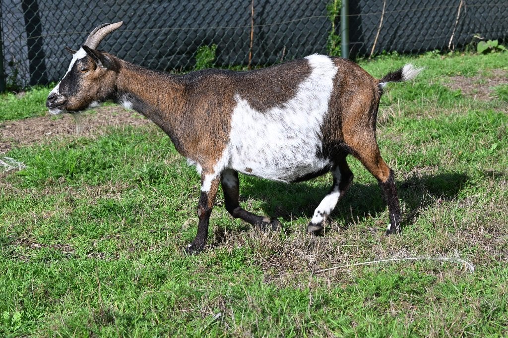 2 miekes dwerggeiten dwerg geitjes, Animaux & Accessoires, Femelle, Chèvre