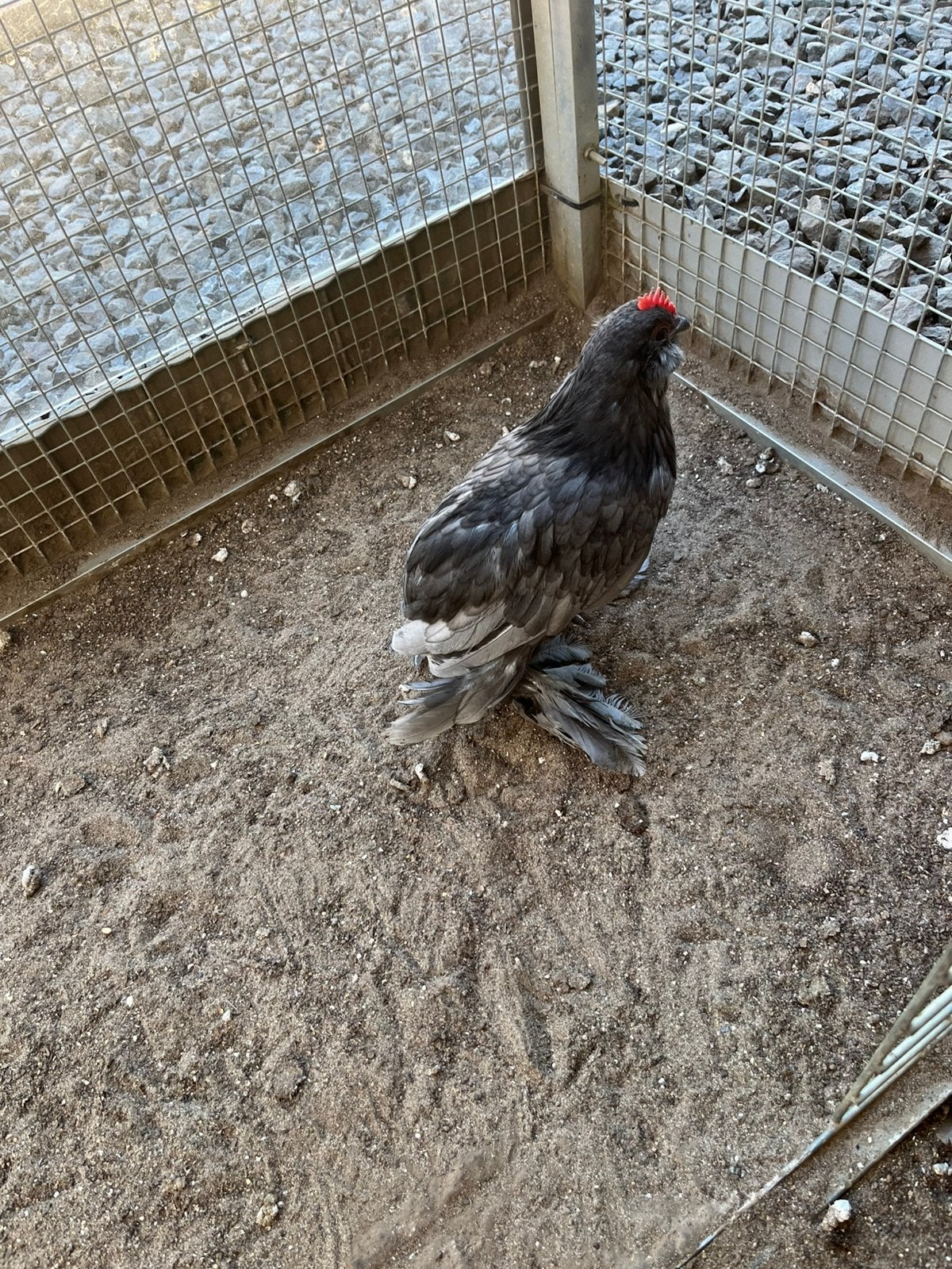 BAARDKRIEL, Dieren en Toebehoren, Pluimvee, Mannelijk, Kip