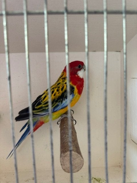 Rossella, Plusieurs animaux, Perruche, Bagué