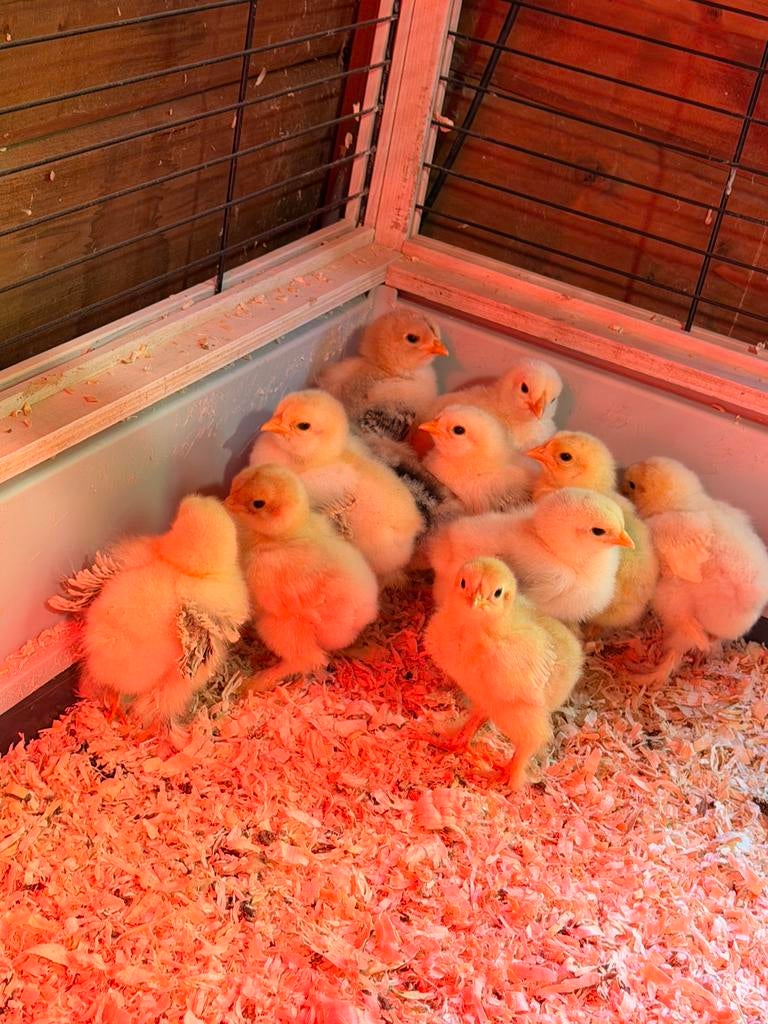 Brahma groothoender kuikens, Dieren en Toebehoren, Pluimvee, Geslacht onbekend, Kip