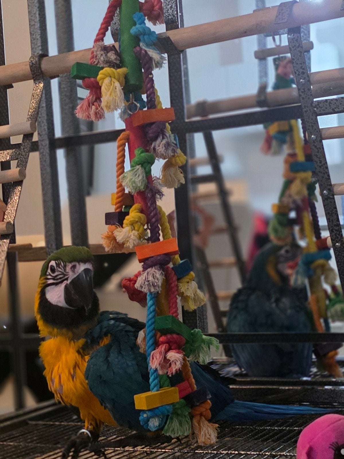 Jonge ara van 3 maanden te koop, Dieren en Toebehoren, Papegaai, Tam