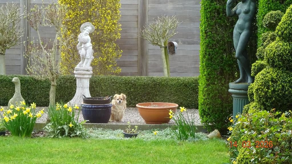 Buxus, Ophalen, Buxus, Haag, Minder dan 100 cm