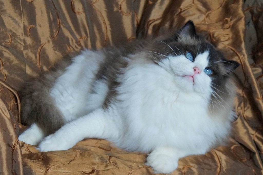 ragdoll kater in de kleur seal bicolor, Kater, Met stamboom, 3 tot 5 jaar