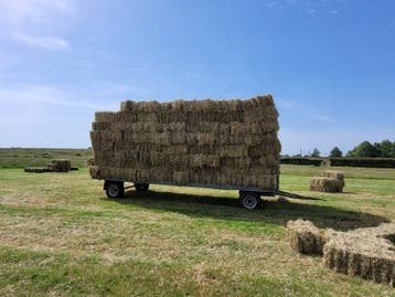 Hooi van het land weg, Dieren en Toebehoren, Paarden