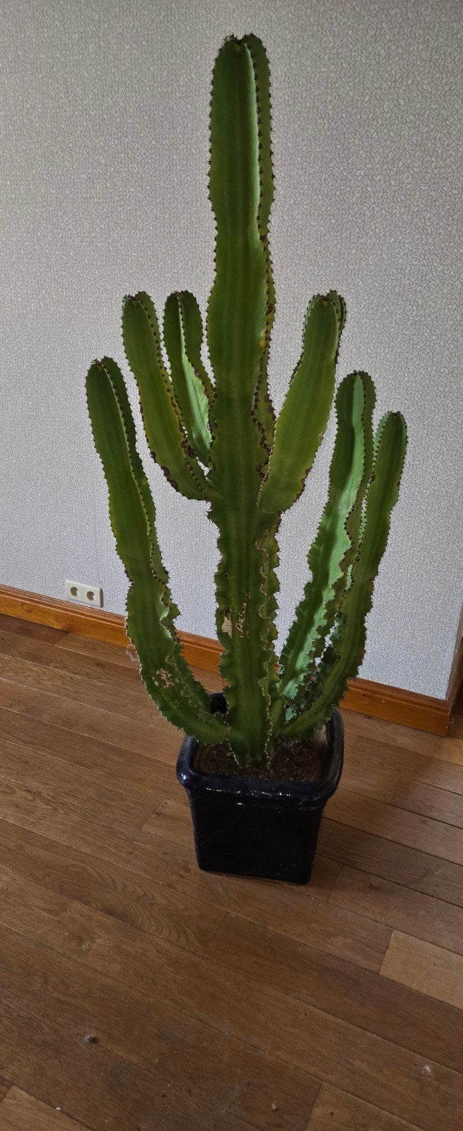 Cactus, Ophalen, Cactus