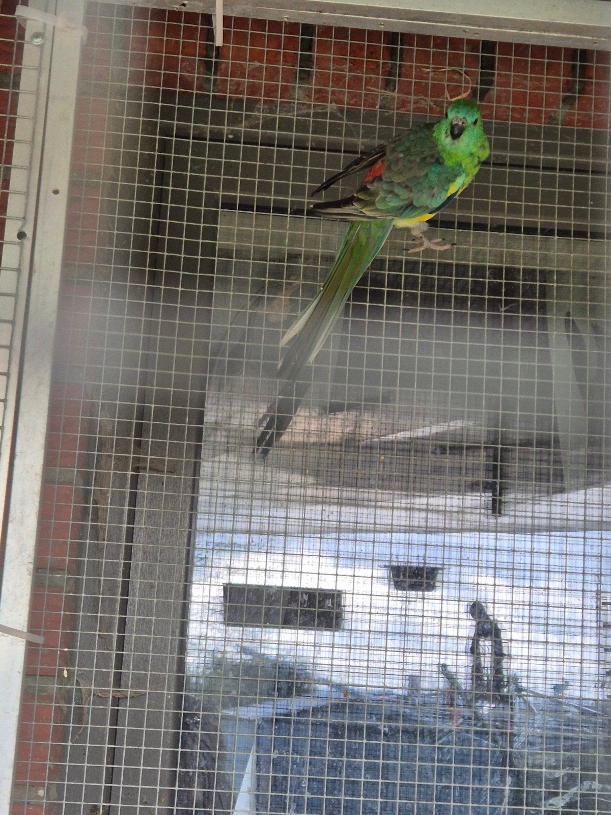 Croupion, Animaux & Accessoires, Oiseaux | Accessoires