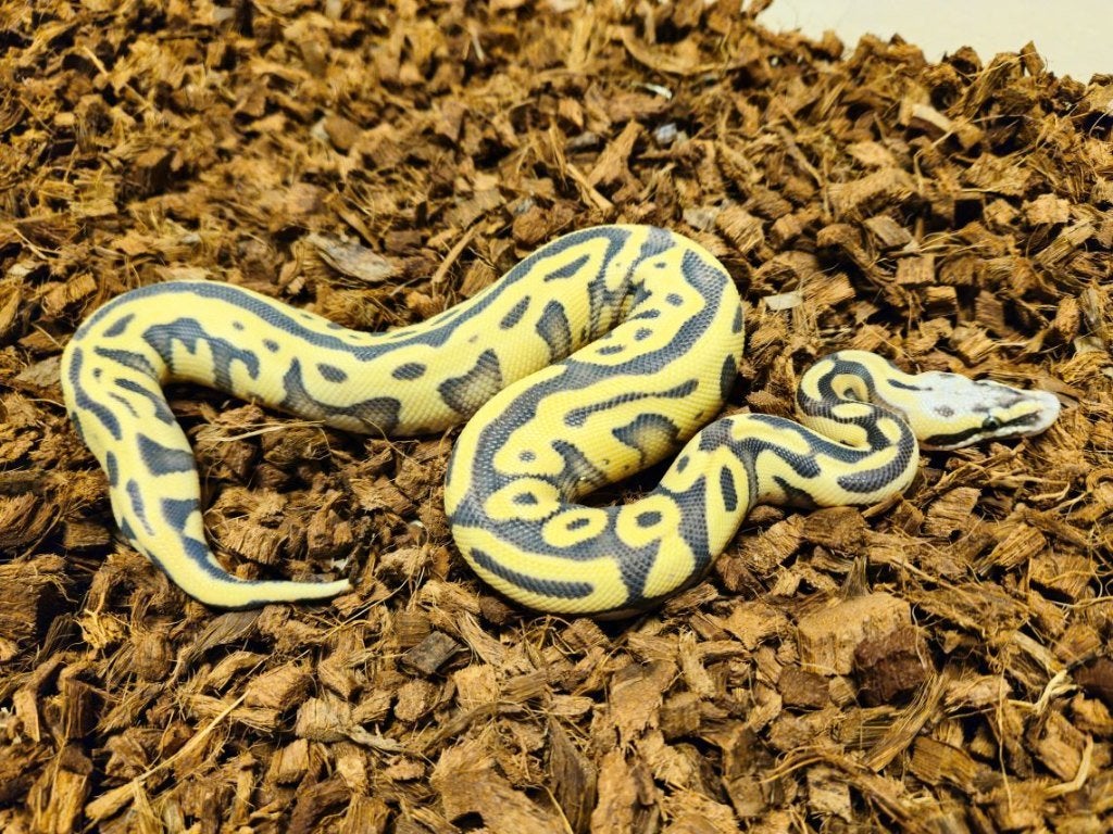 LAST MINUTE HOUTEN DEALS - Diverse koningspythons Ball Python photo 10