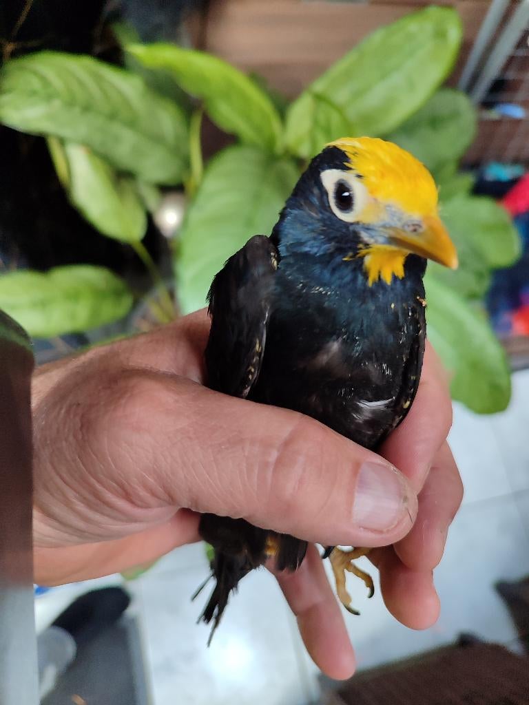 Ampeliceps coronatus (kroonmaina), Dieren en Toebehoren, Vrouwelijk, Tropenvogel