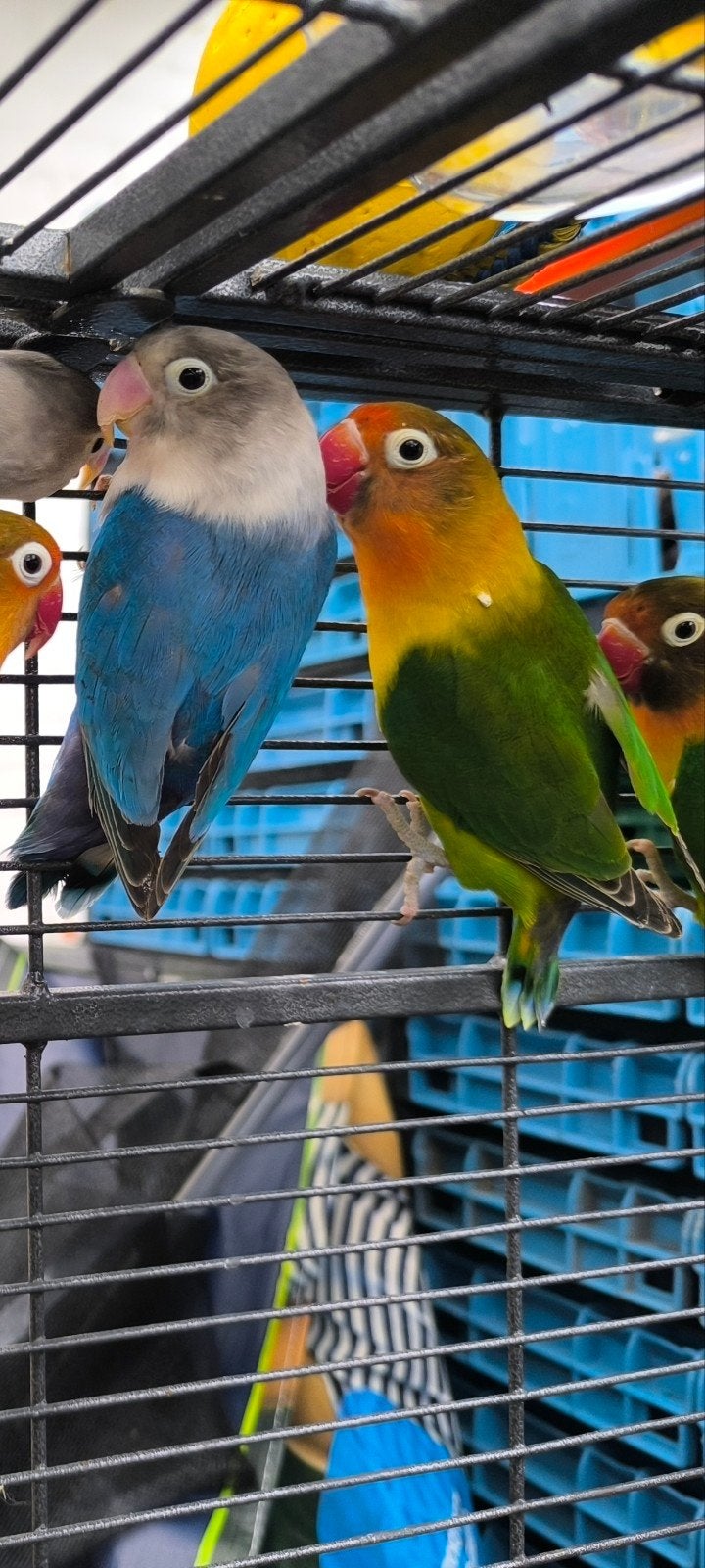 agapornis personata