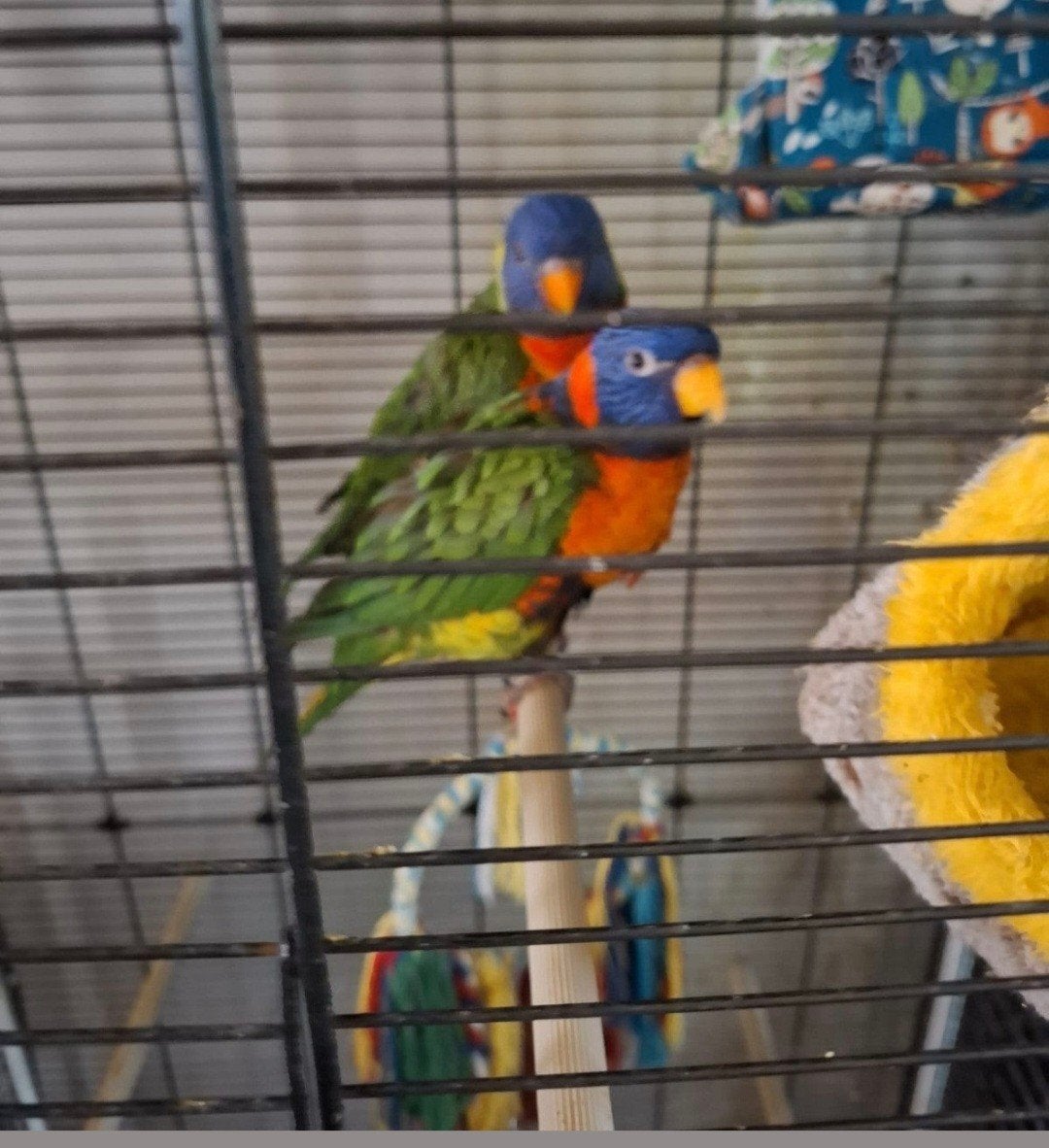 Lori van de bergen, Plusieurs animaux, Perroquet, Parleur
