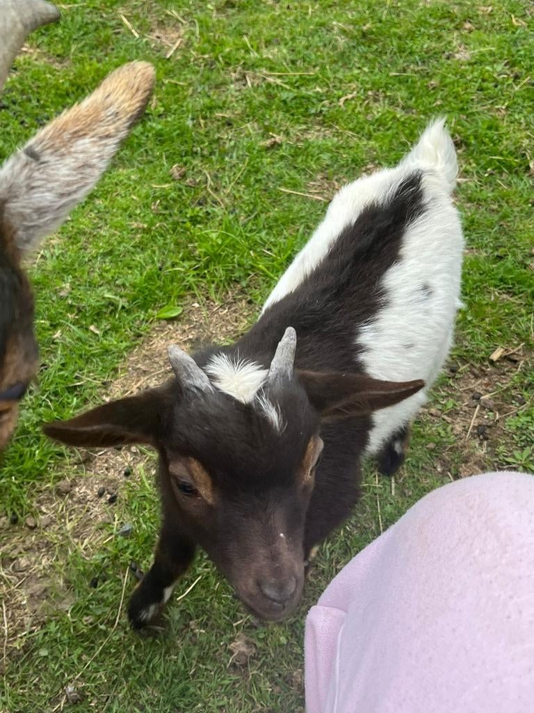 Dwerggeit bokje, Dieren en Toebehoren, Schapen, Geiten en Varkens