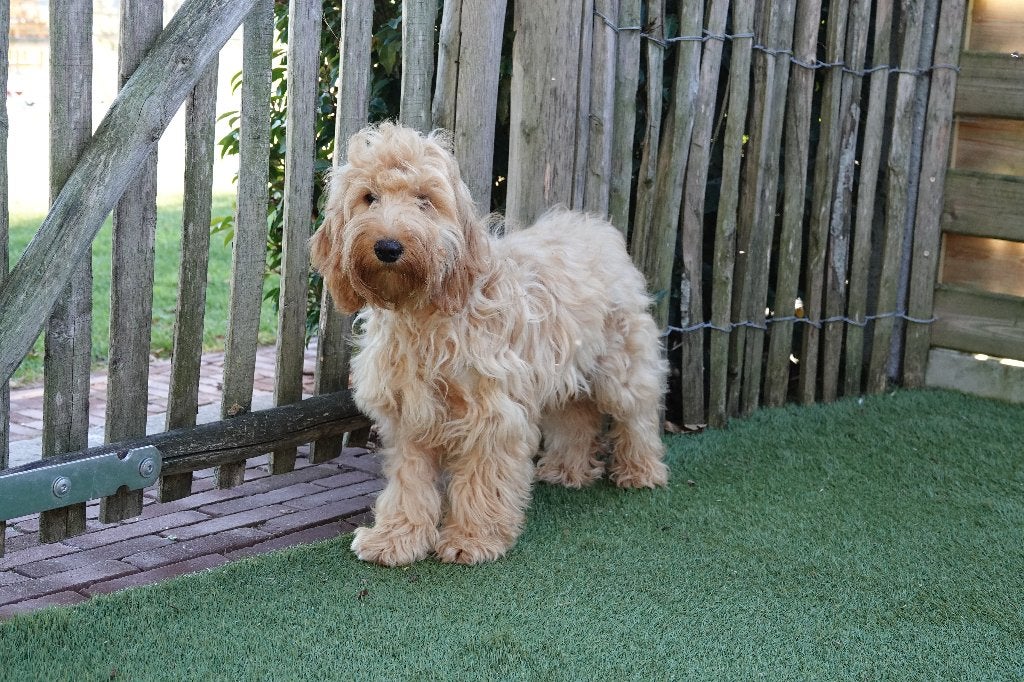 Prachtige Cockapoo pups (Abrikoos & zwart), België, 15 weken tot 1 jaar, Overige rassen, CDV (hondenziekte)