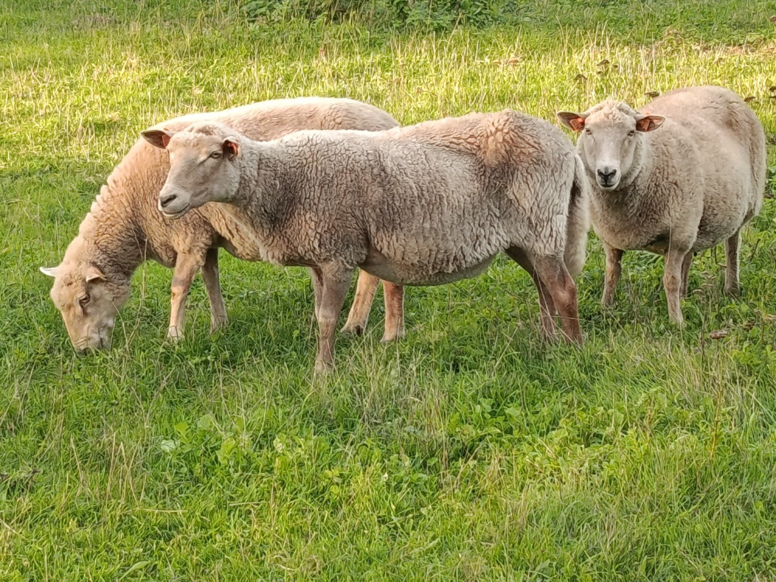 overjaarse lakense schapen