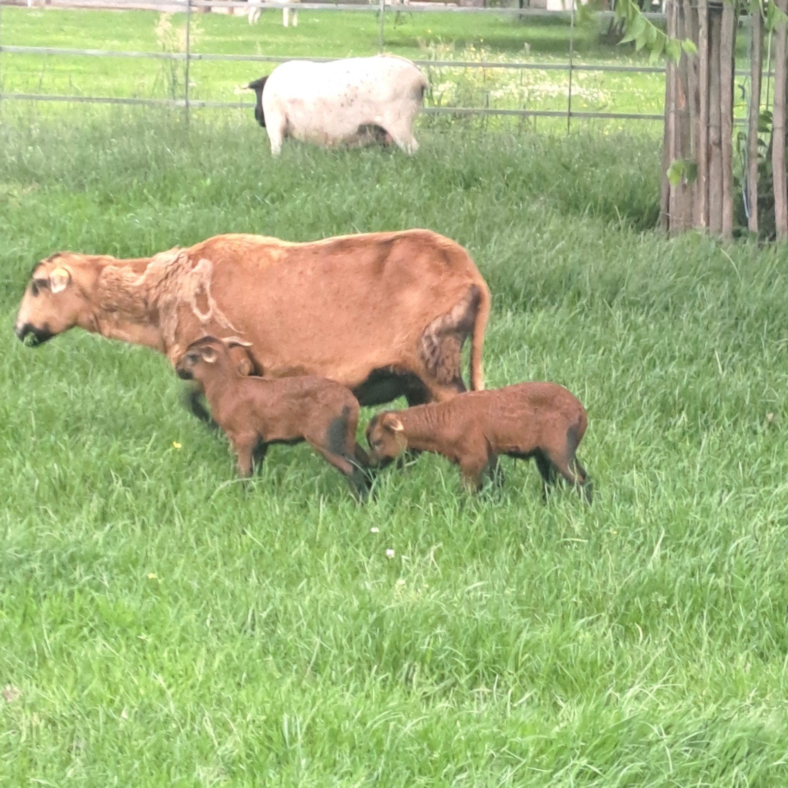 SCHAPEN (Dorper en Barbados Black Belly), Animaux & Accessoires, Moutons, Chèvres & Cochons, Plusieurs animaux, Mouton, 0 à 2 ans
