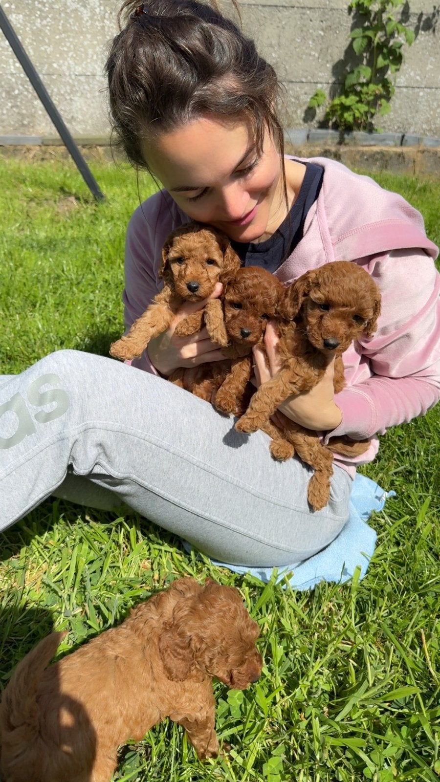 Dwergpoedels puppies, Maladie de Carré (chiens), Autres races, 8 à 15 semaines, Plusieurs