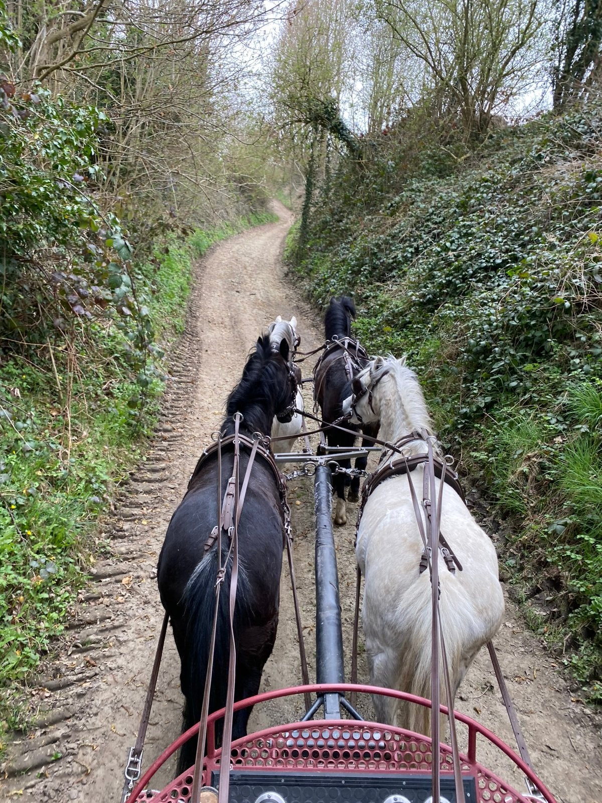 A pony,s, Dieren en Toebehoren, Pony's, Merrie