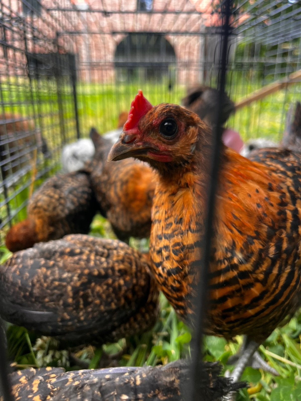 Kuikenverkoop, Dieren en Toebehoren