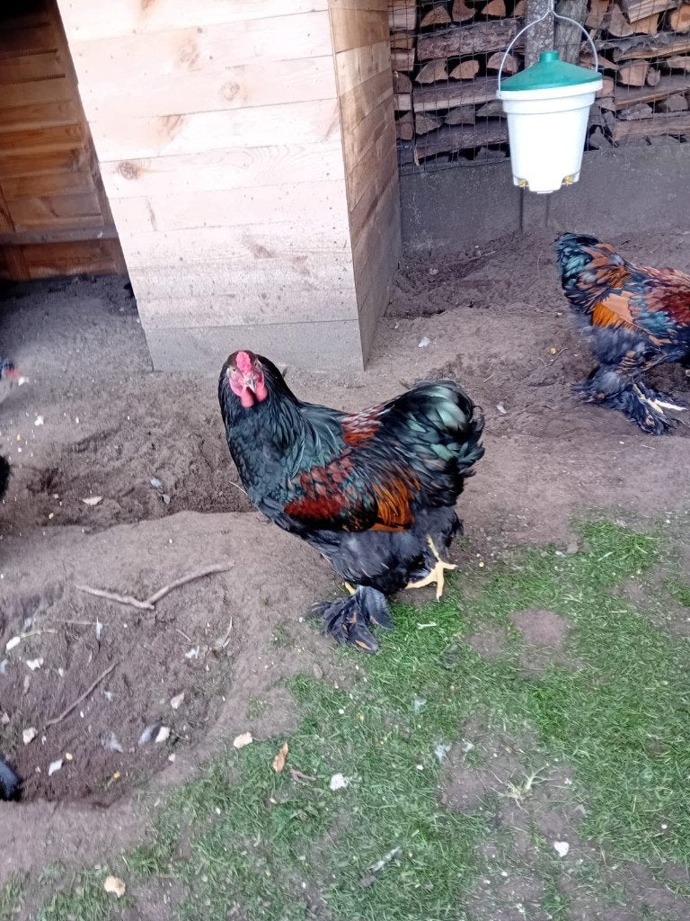 Zeer mooie grote hanen, Dieren en Toebehoren, Mannelijk, Kip