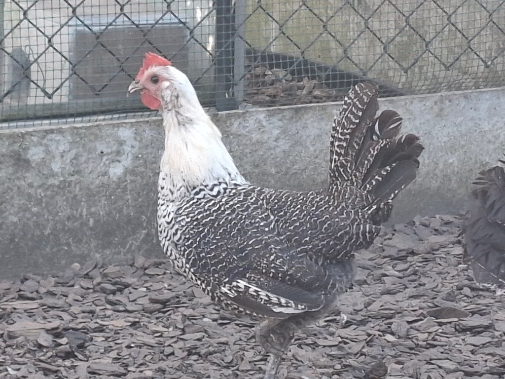 Campine hen, Dieren en Toebehoren, Pluimvee, Vrouwelijk, Kip