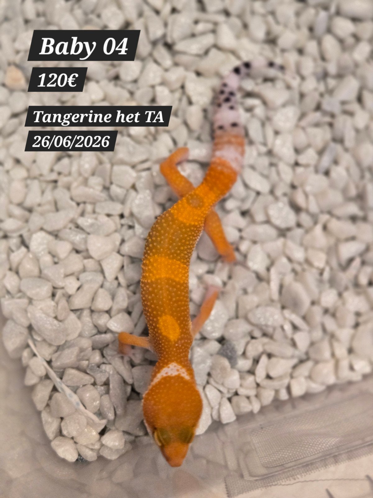 Gecko léopard tangerine, Animaux & Accessoires, Reptiles & Amphibiens