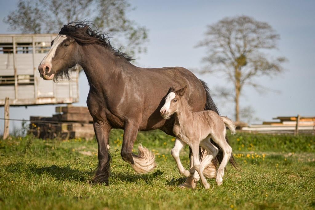 Jument irish cob PP pleine. Poulain silver garanti, Jument, L, Avec pedigree