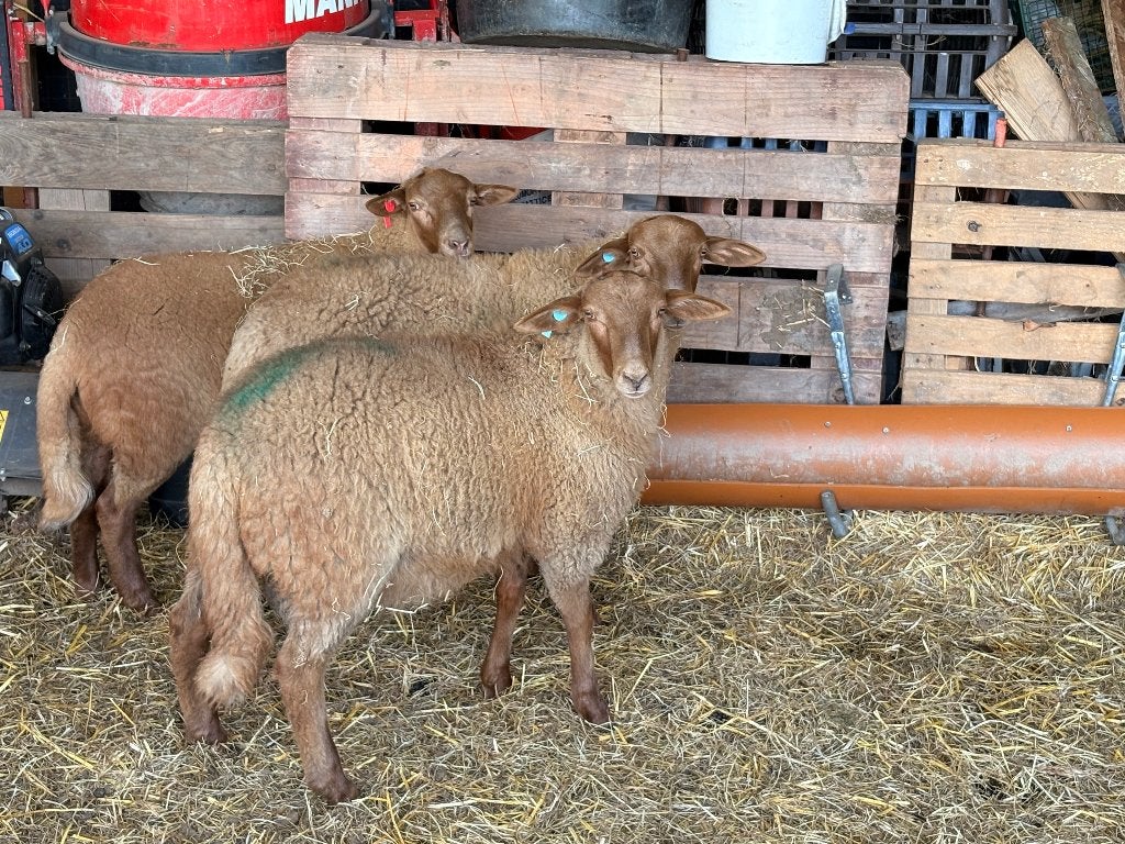 Agneau 2026, Plusieurs animaux, Mouton, 0 à 2 ans