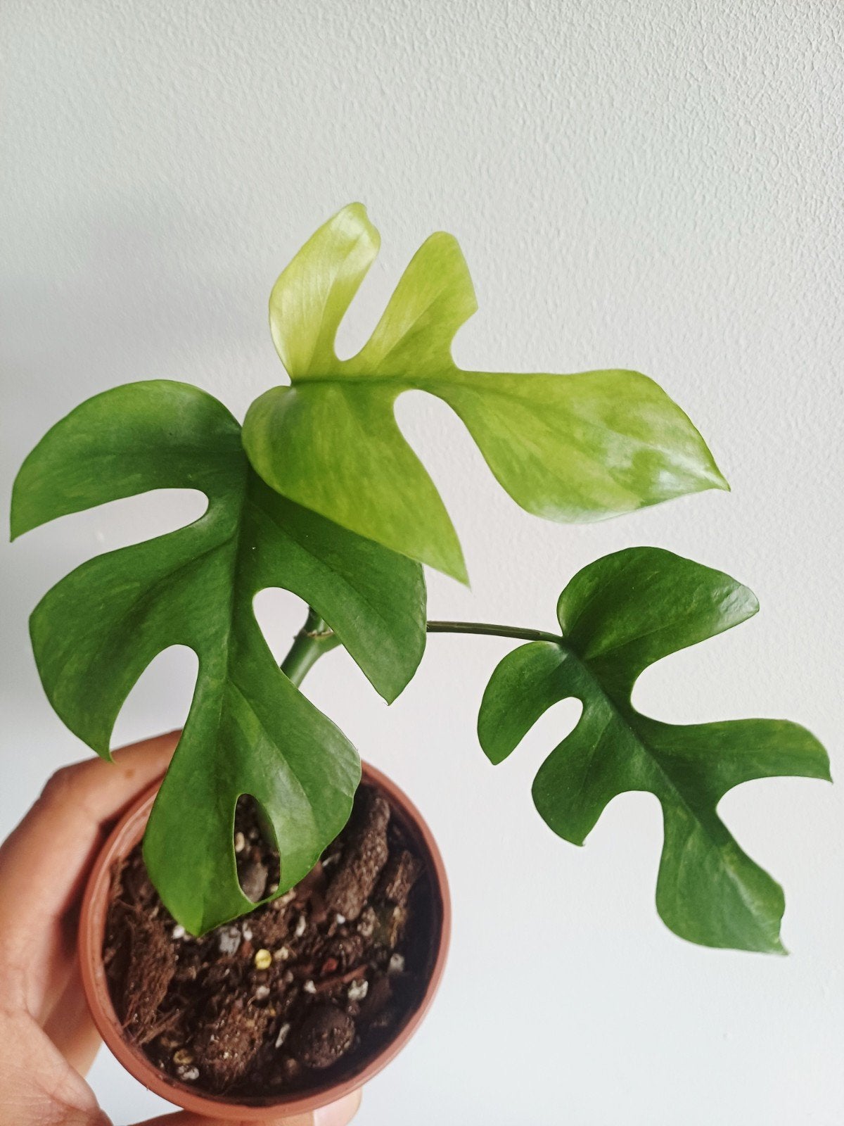 Rhaphidophora Tetrasperma Mint variegata, Huis en Inrichting, Kamerplanten, Overige soorten, In pot, Minder dan 100 cm, Groene kamerplant