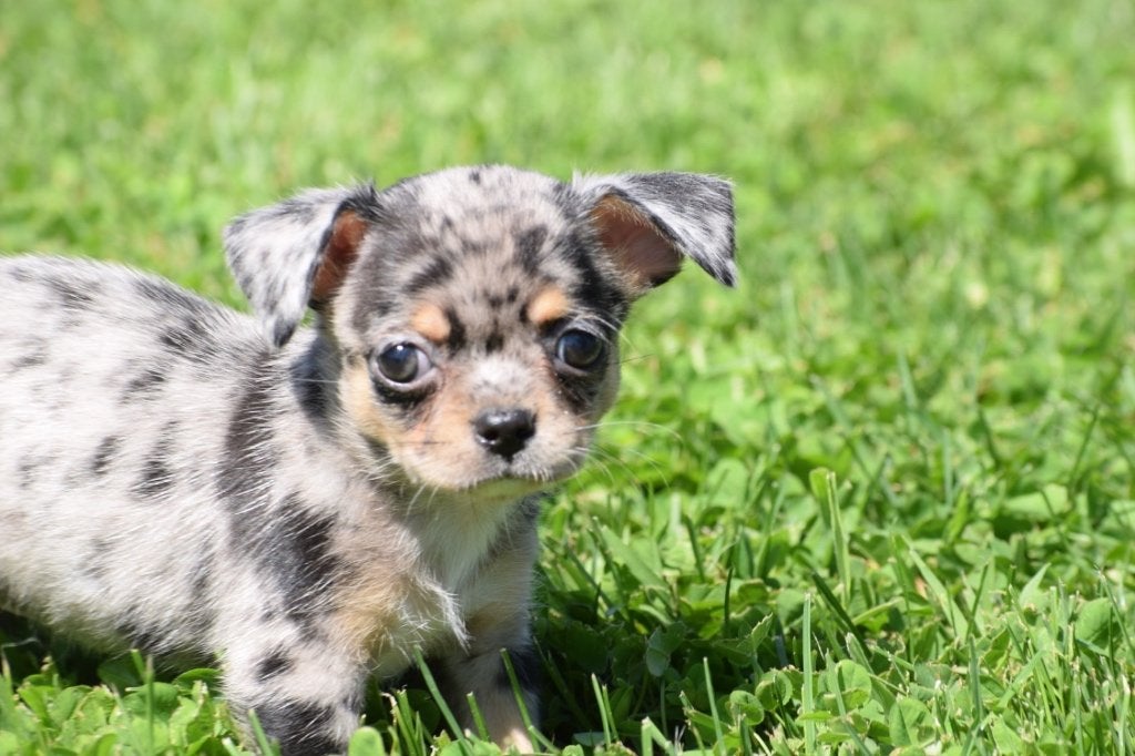 Chihuahua pups klein blijvend, Dieren en Toebehoren, België, 15 weken tot 1 jaar, Parvo, Meerdere