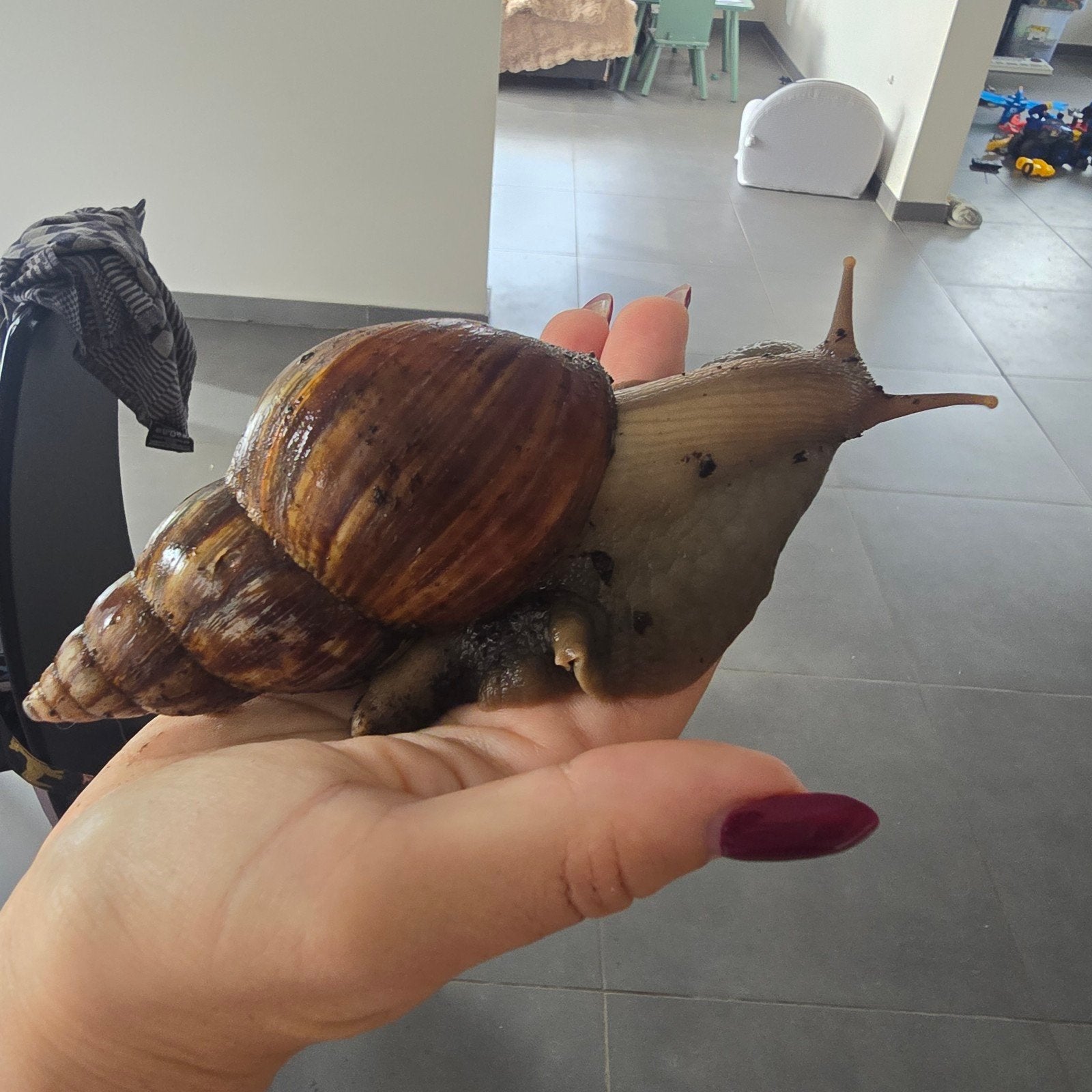 afrikaanse reuzenslakken, Dieren en Toebehoren