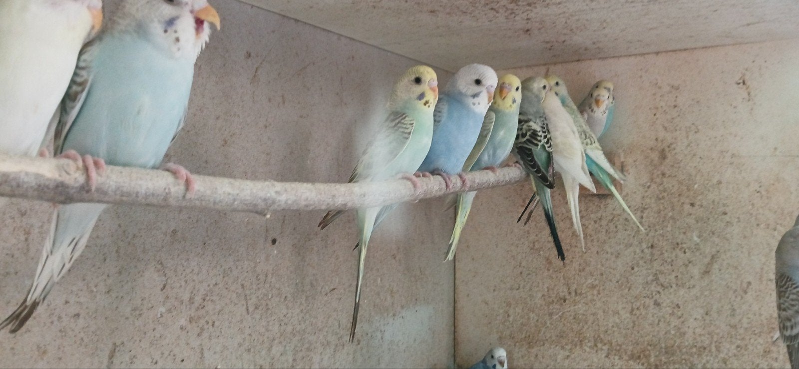 Jonge grasparkieten, Dieren en Toebehoren, Vogels | Parkieten en Papegaaien