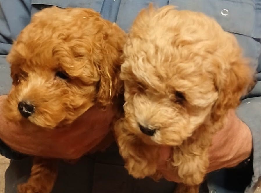 Chiots caniches, Caniche, Maladie de Carré (chiens), Plusieurs, Belgique