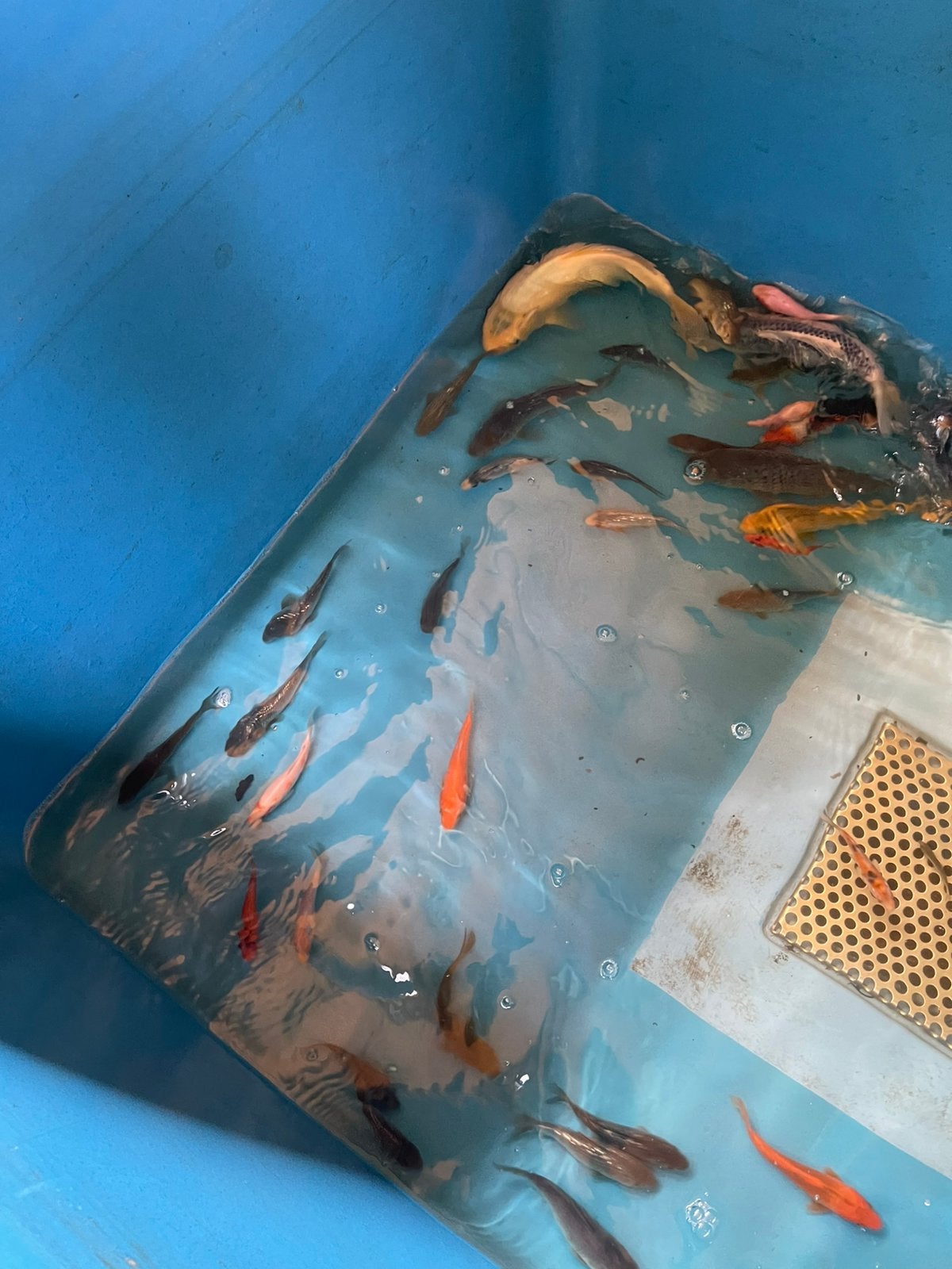 Jeunes kois, Animaux & Accessoires, Poissons | Poissons d'étang