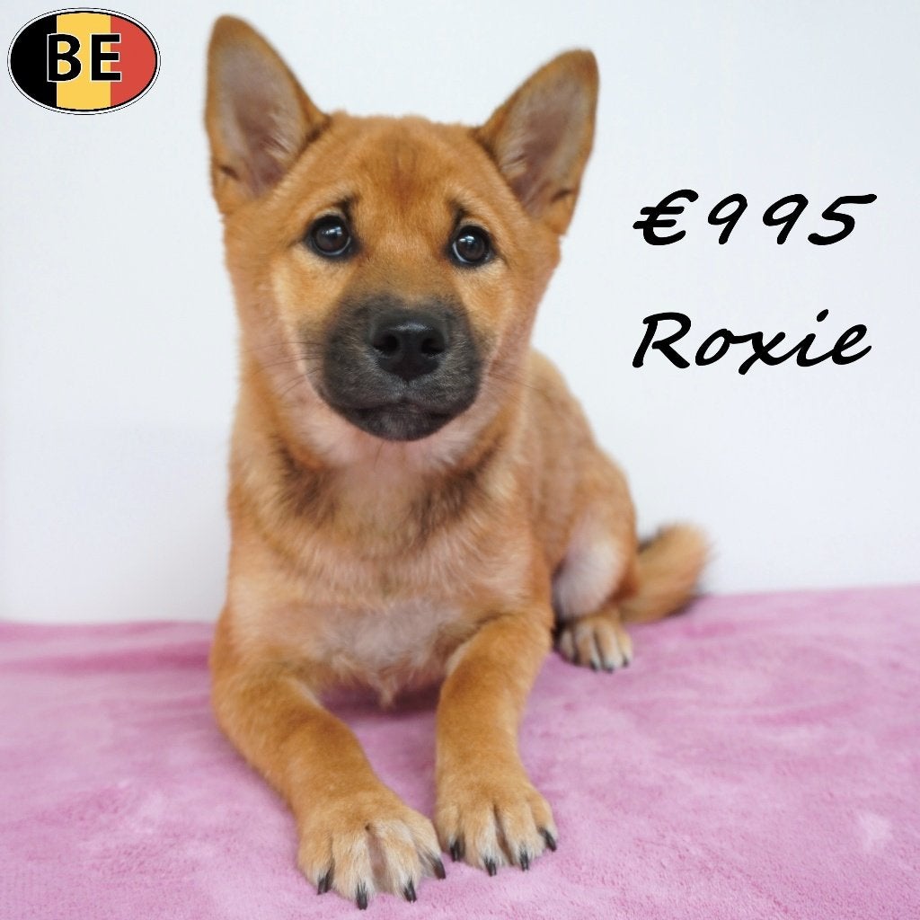 Roxie, Shiba Inu teefje - Belgische pup te koop, Dieren en Toebehoren, Honden | Poolhonden, Keeshonden en Oertypen, Teef, Overige rassen