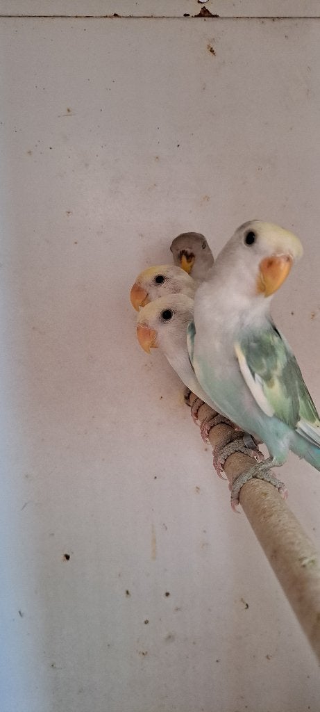 PARKIET, Plusieurs animaux, Perroquet nain ou Inséparable, Bagué