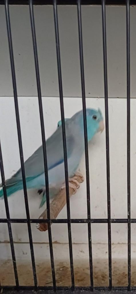 Forpus, Dieren en Toebehoren, Mannelijk, Dwergpapegaai of Agapornis, Geringd