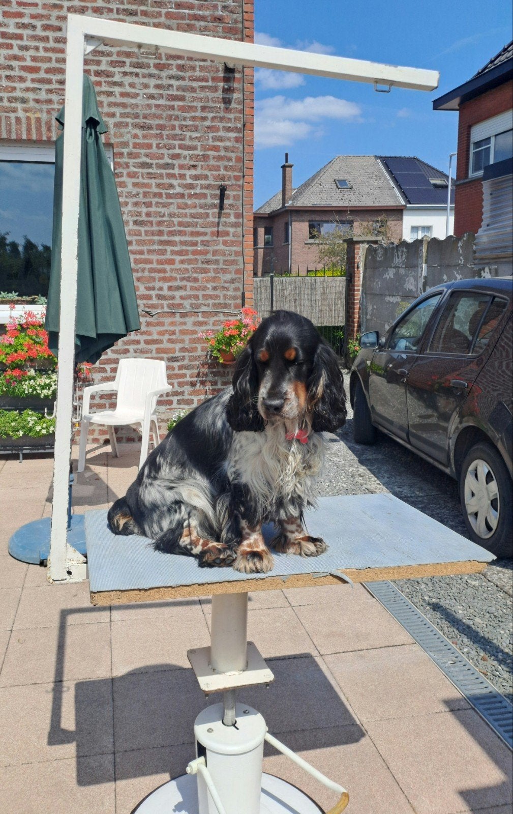 Hydraulische trimtafel, Dieren en Toebehoren, Ophalen, Trimtafel