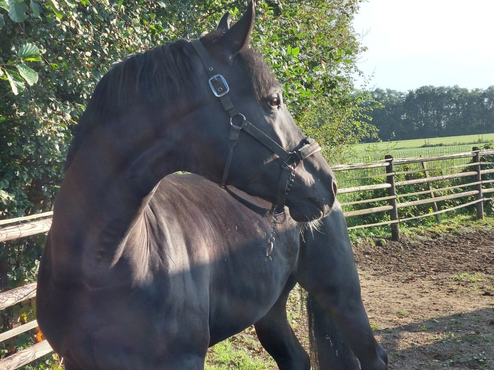 springpaarden, Animaux & Accessoires, Chevaux, Étalon, Non dressé
