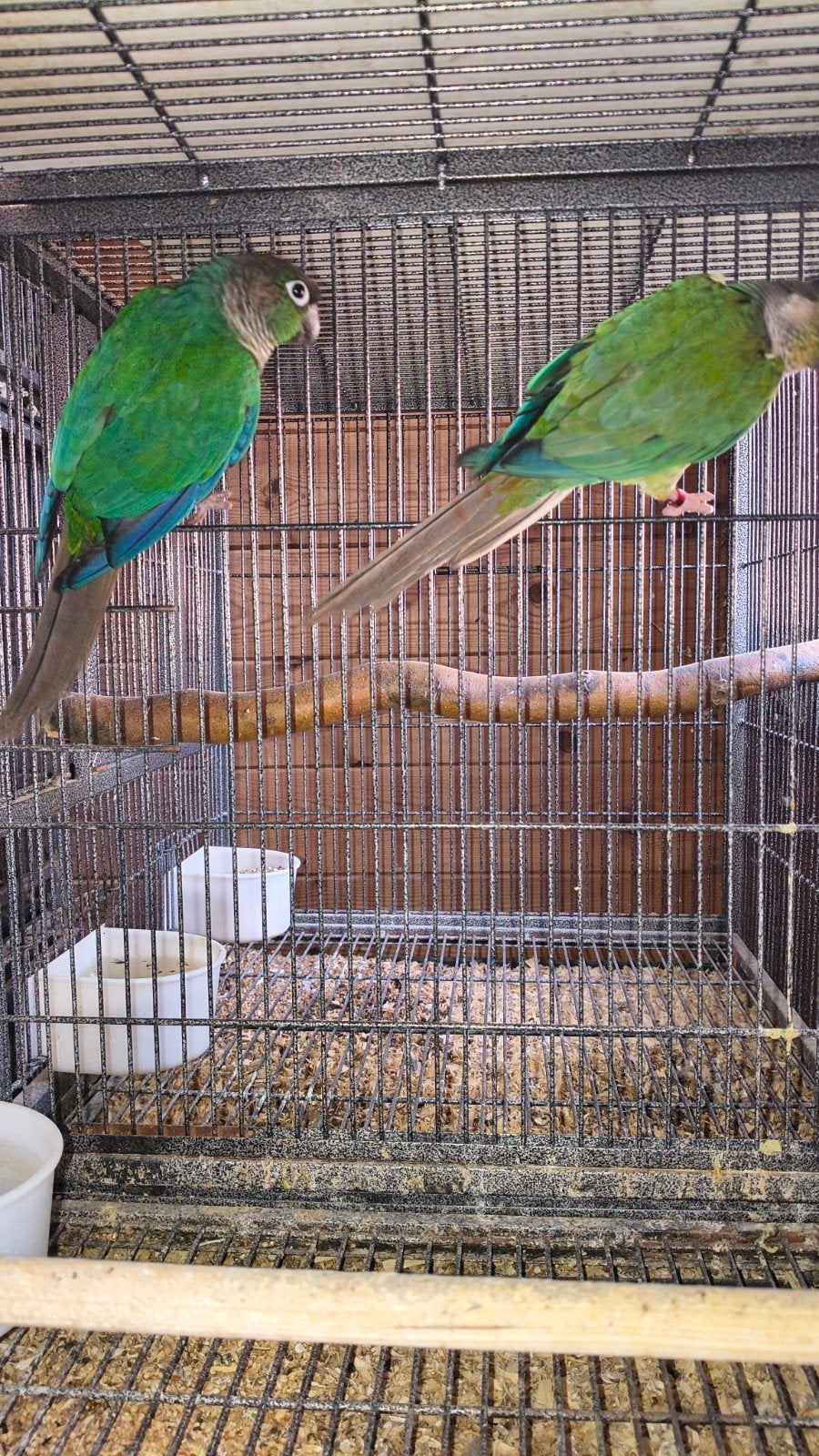 phyrura koppel, Animaux & Accessoires, Oiseaux | Perruches & Perroquets, Plusieurs animaux, Perruche, Bagué