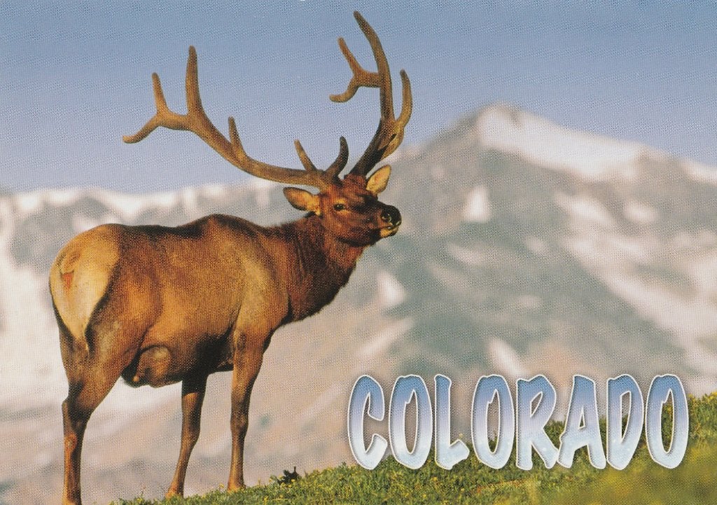 EDELHERT, Collections, Cartes postales | Animaux, Envoi, Non affranchie, Animal sauvage