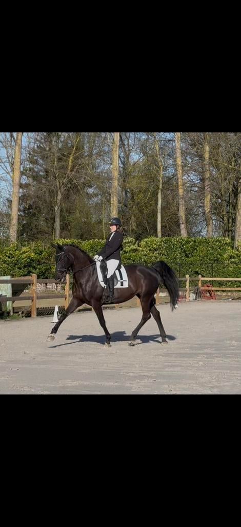 Halve stal gezocht voor dressuurmerrie, Animaux & Accessoires, Chevaux, Jument