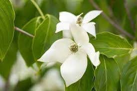 Cornus Kousa China Girl, Tuin en Terras, Ophalen, Halfschaduw