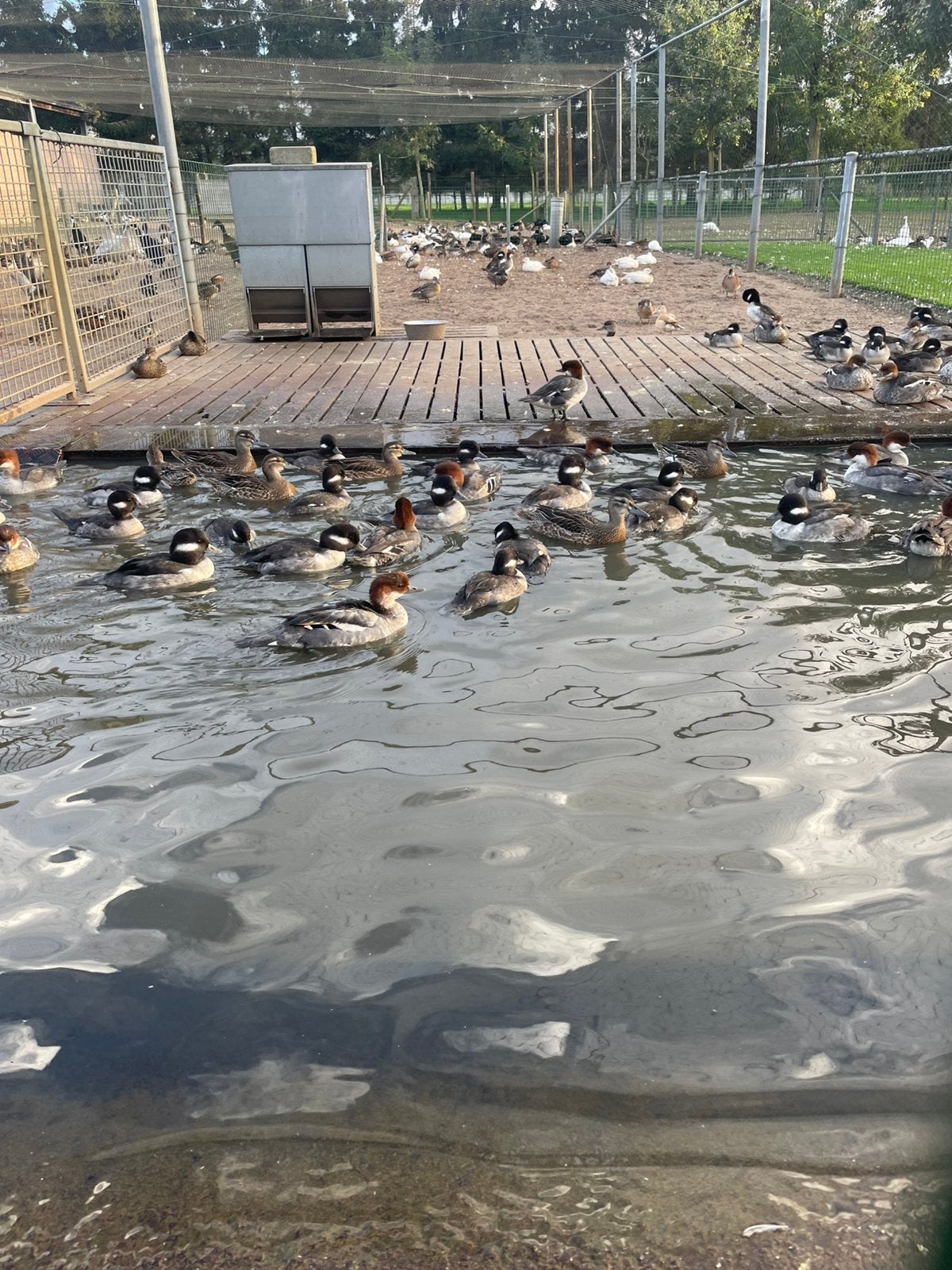 Siereenden en sierganzen, Dieren en Toebehoren, Meerdere dieren, Eend