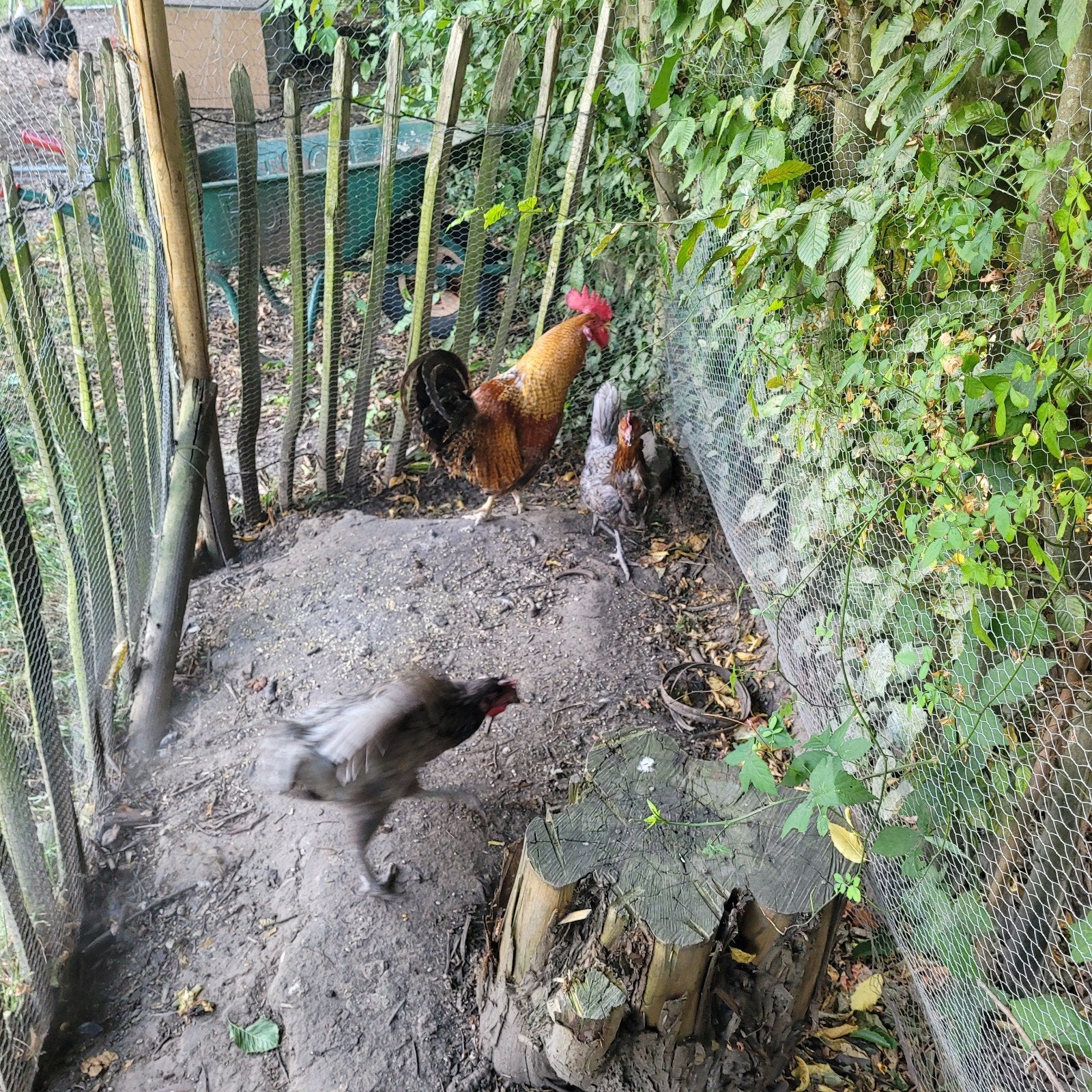 2  hanen , gratis, Dieren en Toebehoren, Pluimvee
