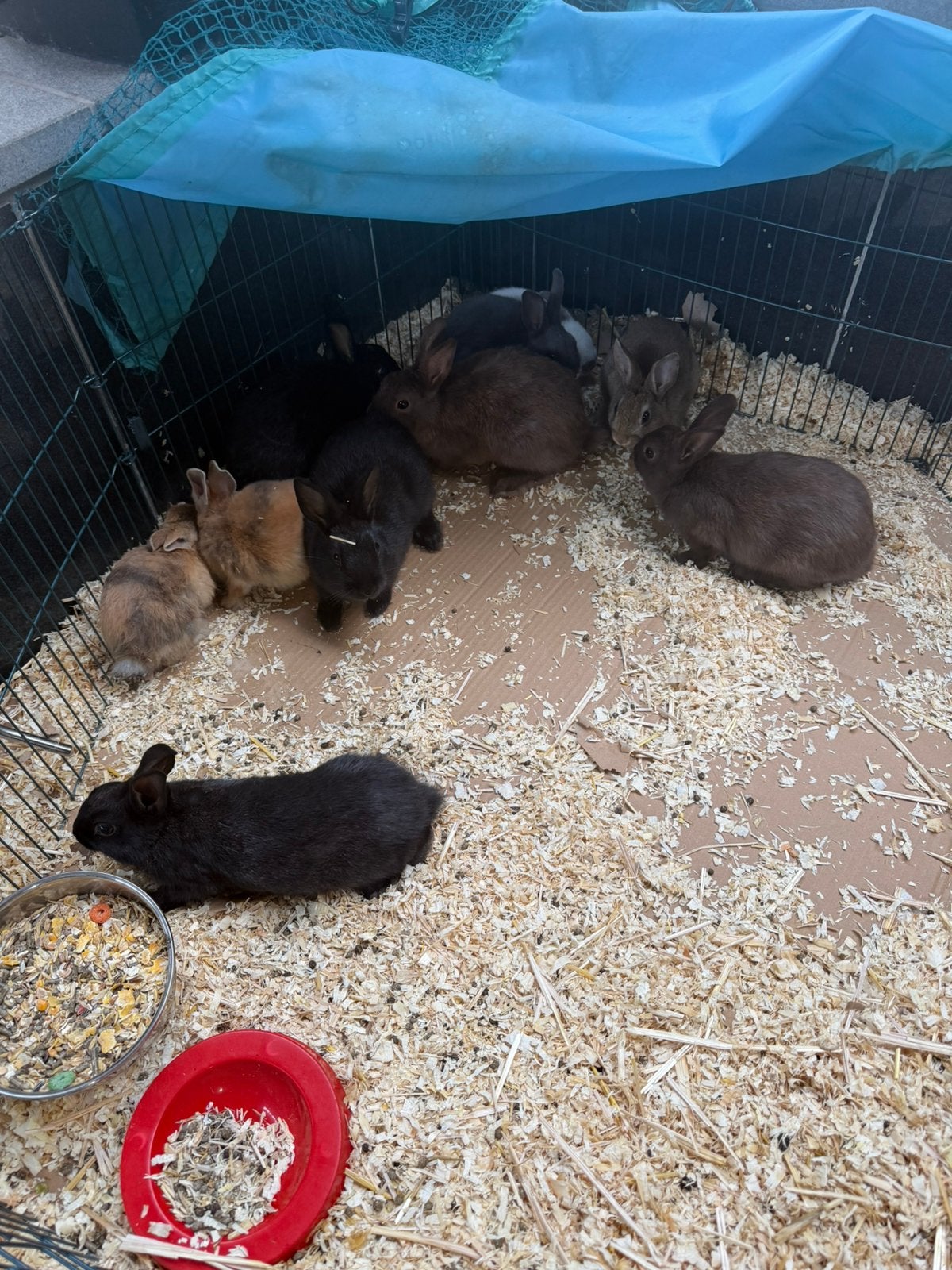 Dwerg konijntjes, Dieren en Toebehoren, Meerdere dieren, Dwerg, 0 tot 2 jaar