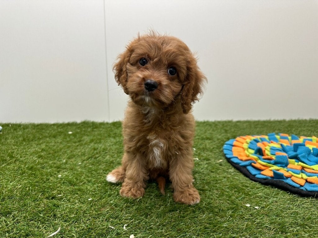 Cavapoo pups (F1)