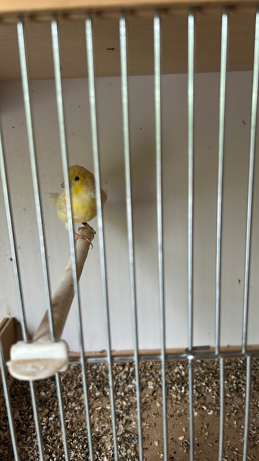 Kanaries, Dieren en Toebehoren, Vogels | Kanaries