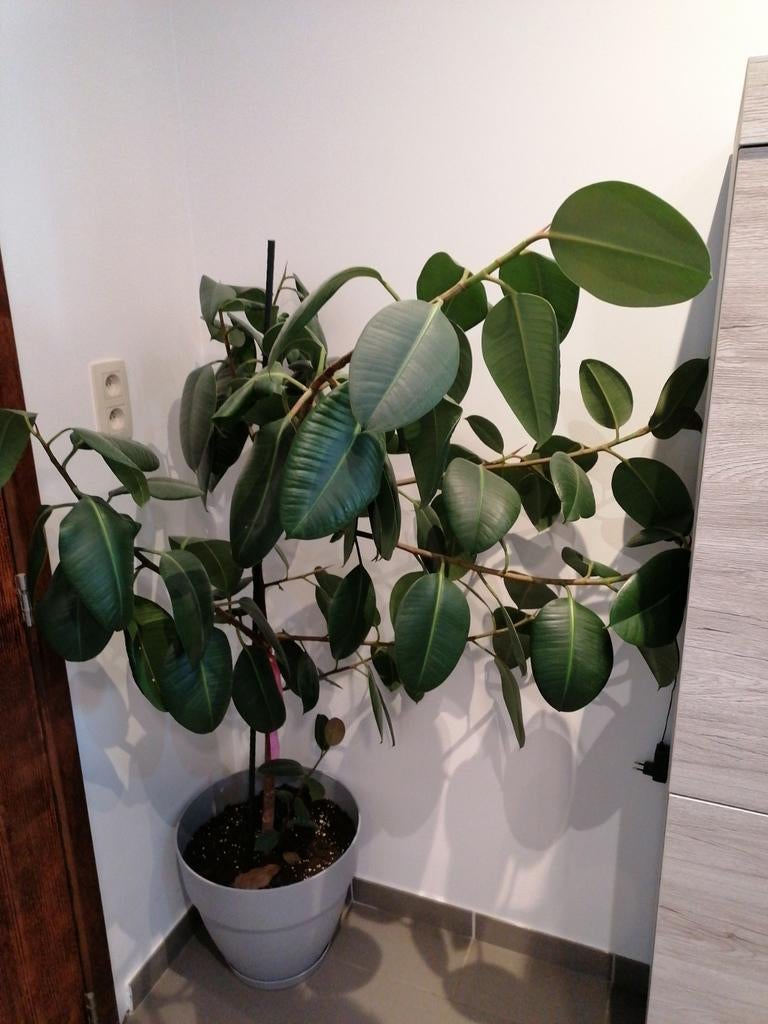 Grande plante d'intérieur, Enlèvement