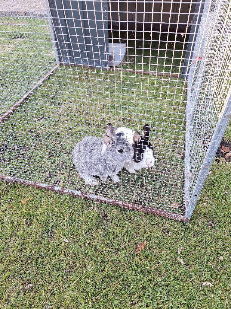 Dwergkonijen, Dieren en Toebehoren, Dwerg