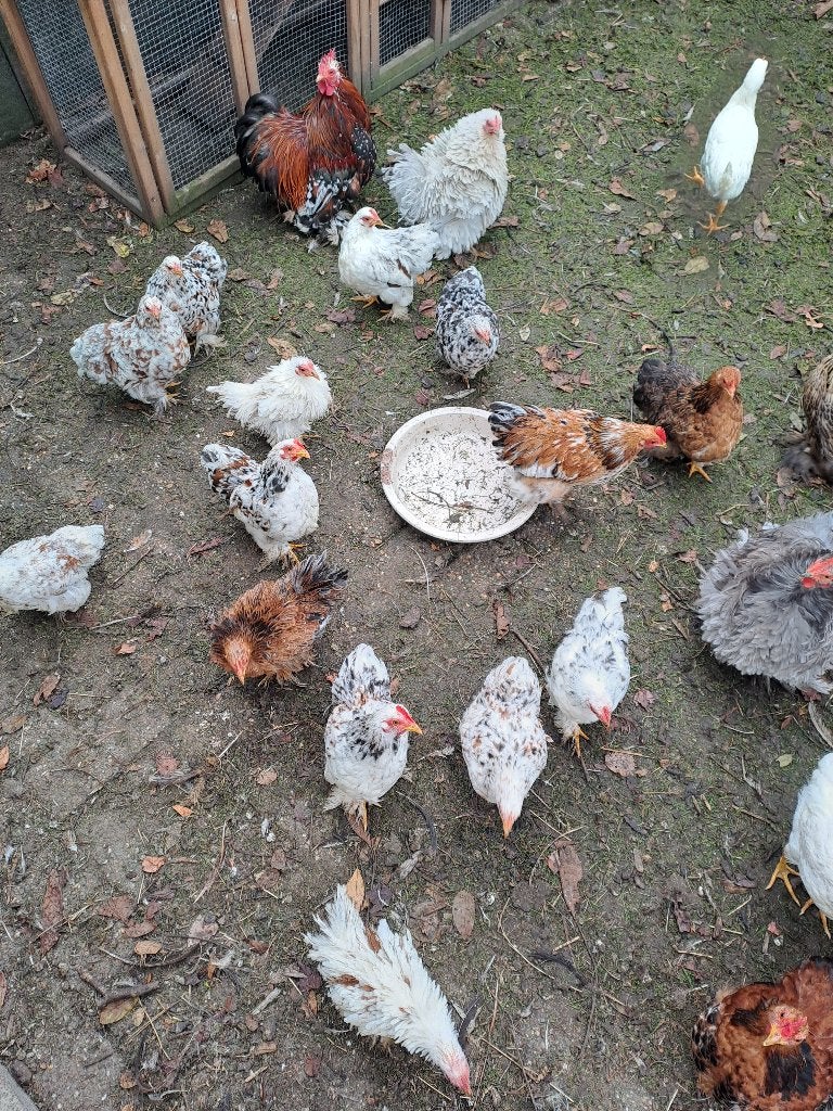 Cochin  krielen, Meerdere dieren, Kip